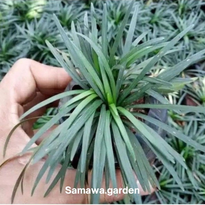 Tanaman rumput kucai mini / hiasan  Bunga hias hidup