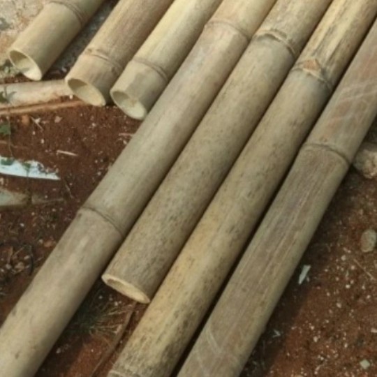 bambu bulat/bambu batangan/bambu pagar