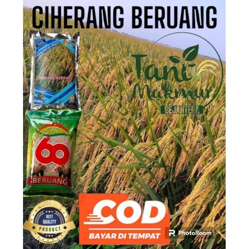 Benih padi unggul Ciherang reakpack 1kg