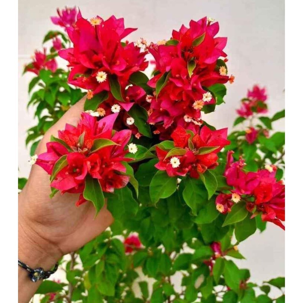 Bugenvil ekor musang merah original TERLARIS