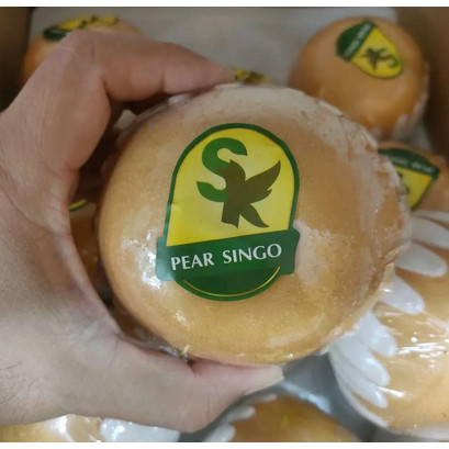 

Pir Singo ukuran 800-900gr