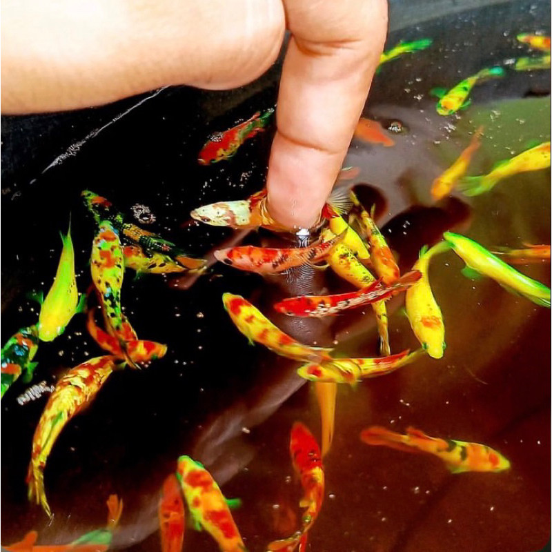 

stiker anomali cupang cello bahan mutasi, koi galaxy,multy,fancy,nemo galaxy