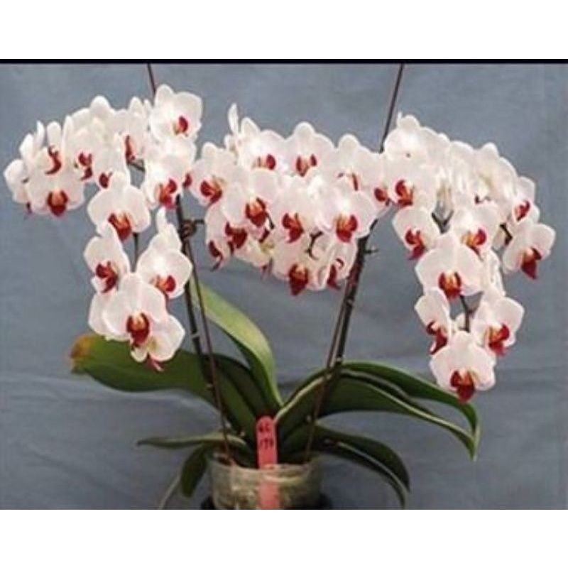 anggrek bulan putih lidah merah spike