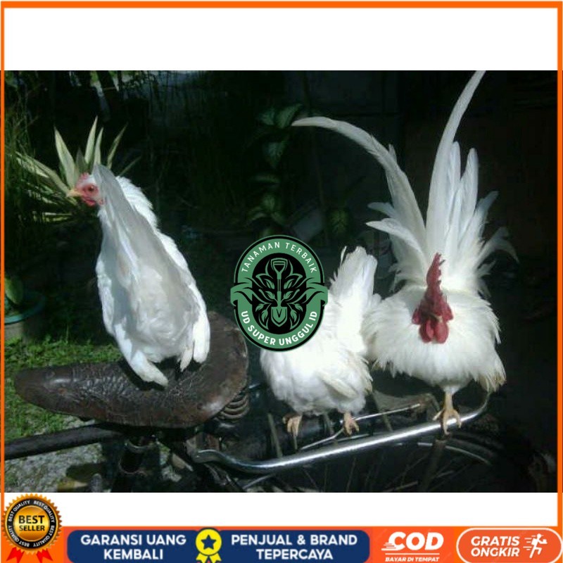 

TELUR AYAM HIAS KATE JEPANG SAMURAI UNTUK DI TETASKAN UD_SUPER_UNGGUL_ID