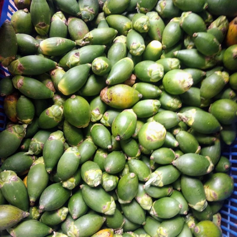

Buah pinang hijau muda fresh