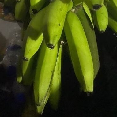 

Buah Pisang Mentah TP 170 Gram Pisang Bangkaulu Fresh