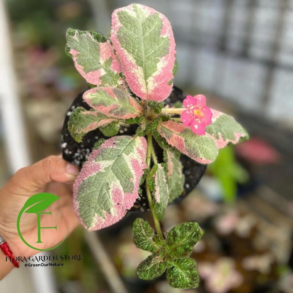 Tanaman Hias Episcia Picasso - Episcia Pink Picasso - Tanaman Koleksi
