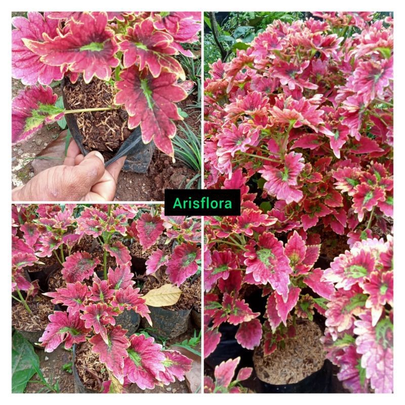 tanaman Hias Miana premium/Miana cantik