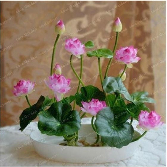 AS - Biji Teratai Jepang Biji Benih Teratai Lotus Mini Biji Bunga Teratai Lotus Varian Warna