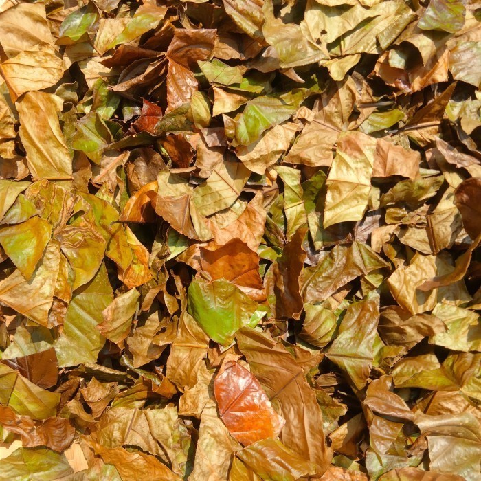 

Terbaik daun kopi Kering alami 100 gram Herbal COD