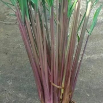 

bibit sereh merah/tanaman sereh wangi 1kg pengusir nyamuk - 1kg, batang akar Herbal COD