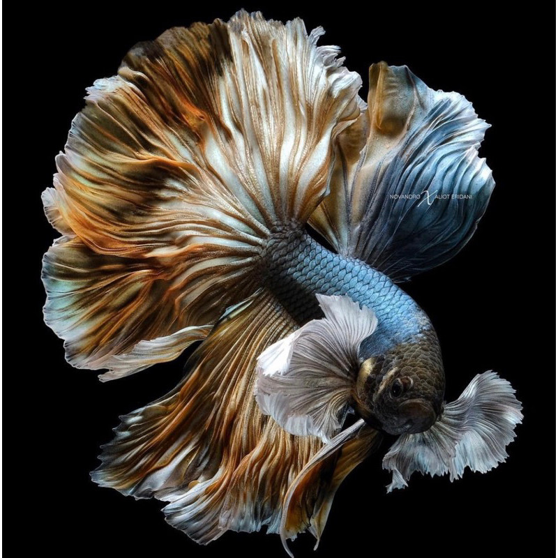 Hiasan Cupang Halfmoon Dumbo/Big ear ekor lebar