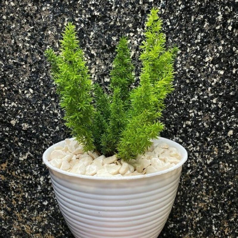 Bunga CEMARA EKOR TUPAI - Tanaman Hias Hidup Daun Cemara Ekor Tupai - Pohon Cemara Ekortupai