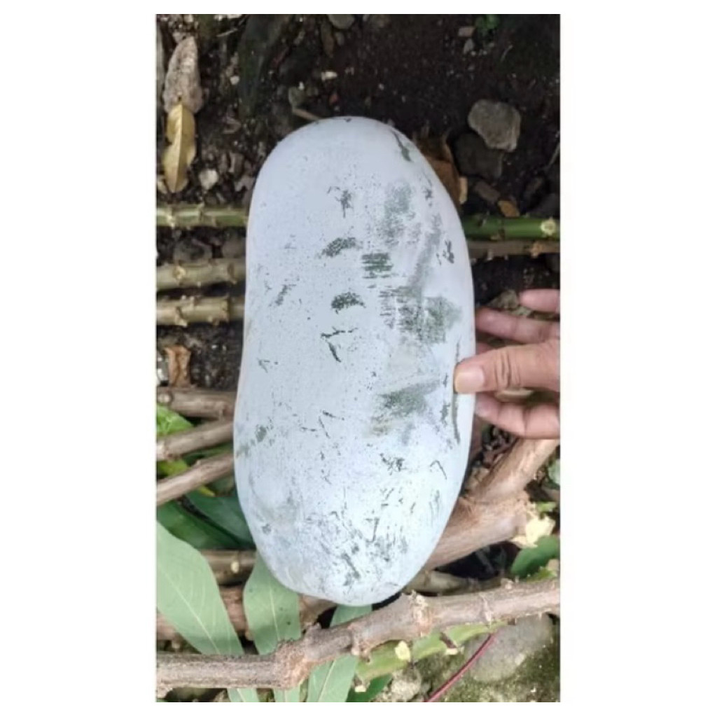 

buah kundur segar buah beligo baru petik 1,2 - 1,5kg