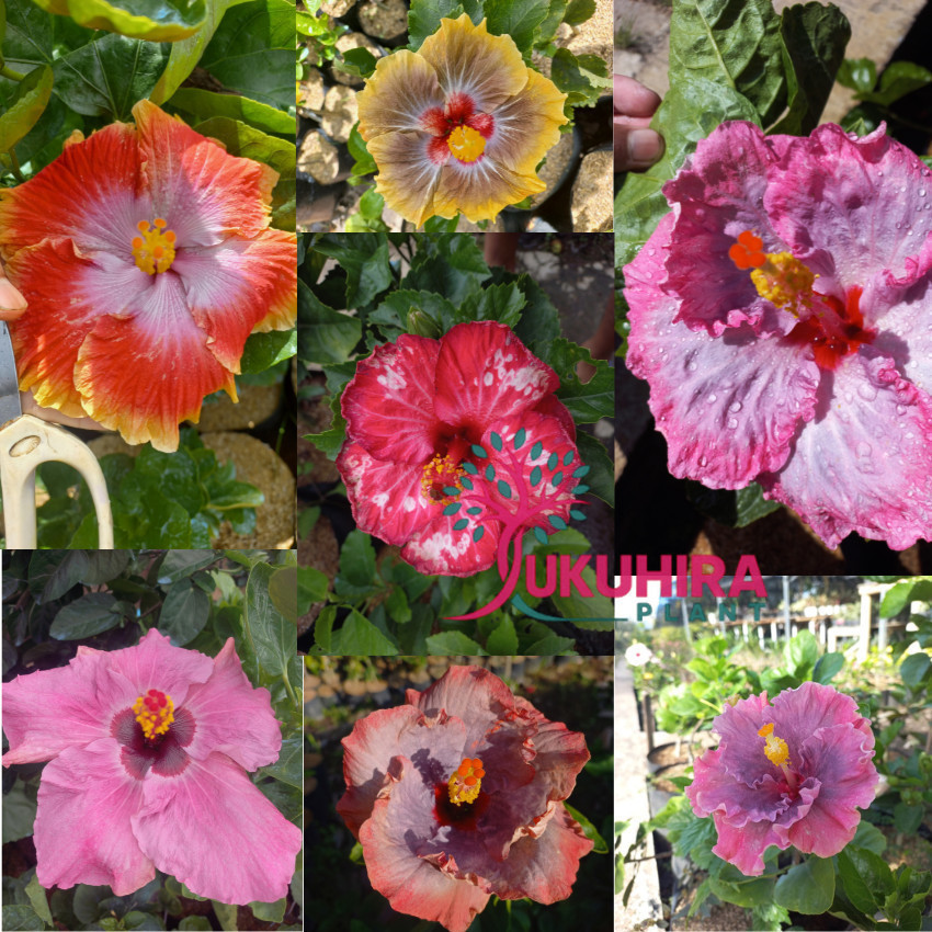 Tanaman hias bunga sepatu bangkok import - bunga besar hidup