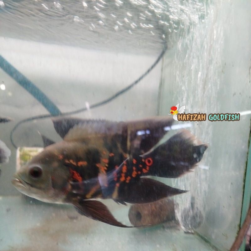 ikan oscar hitam slayer 8-11 cm tankmate