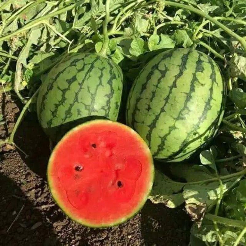 READY!! BIBIT SEMANGKA MERAH JUMBO  20 BENIH