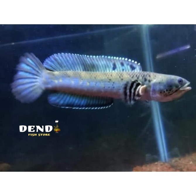 IKAN CHANNA BLUE PULCHRA DEWASA UKURAN 7-9 CM GRADE A KANA