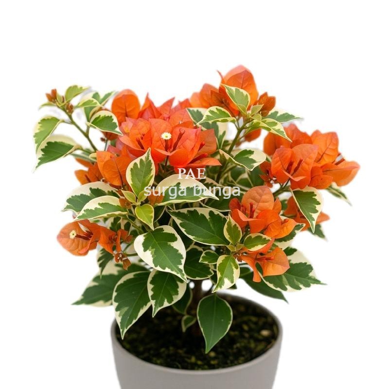 medium bibit bunga Bougenville varigata orange ukuran 40-60cm id varigata orange