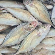 Ikan Kuwe Segar 1Kg Ikan Kuwe Lilin Ikan Kue