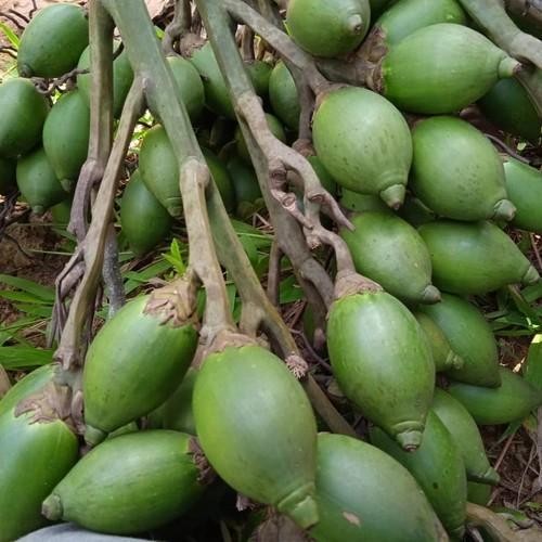 

Ready stok buah pinang muda herbal /1kg Shop with