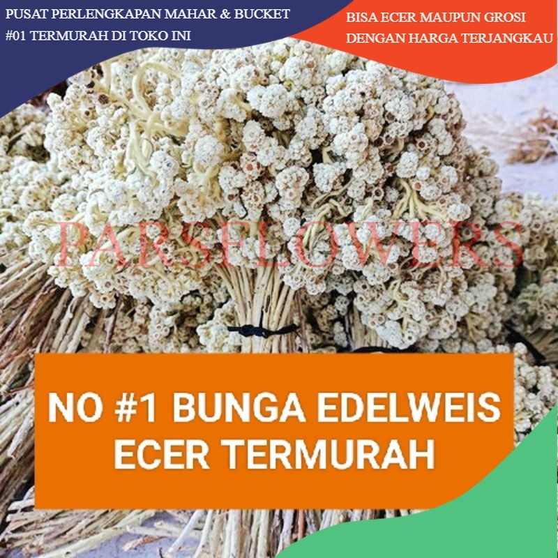 PARSFLOWERSS BUNGA EDELWEIS KERING BUNGA EDELWEIS BROMO BUDIDAYA