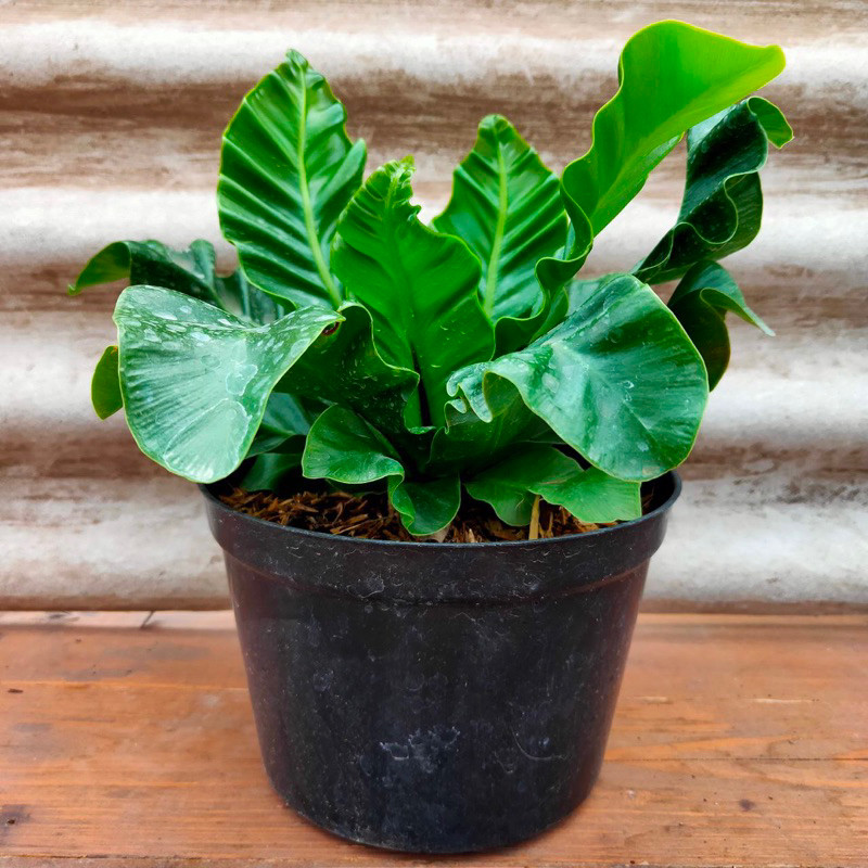 Tanaman Hias Daun KADAKA LASAGNA - Tanaman Hias Pakis Kadaka Lasagna