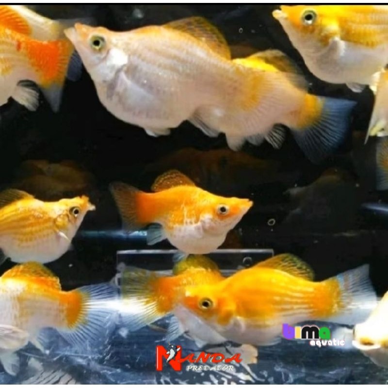 Molly Balon Thailand CALON INDUK PASANGAN 1 pasang isi 2 Termurah Terlaris pasangant