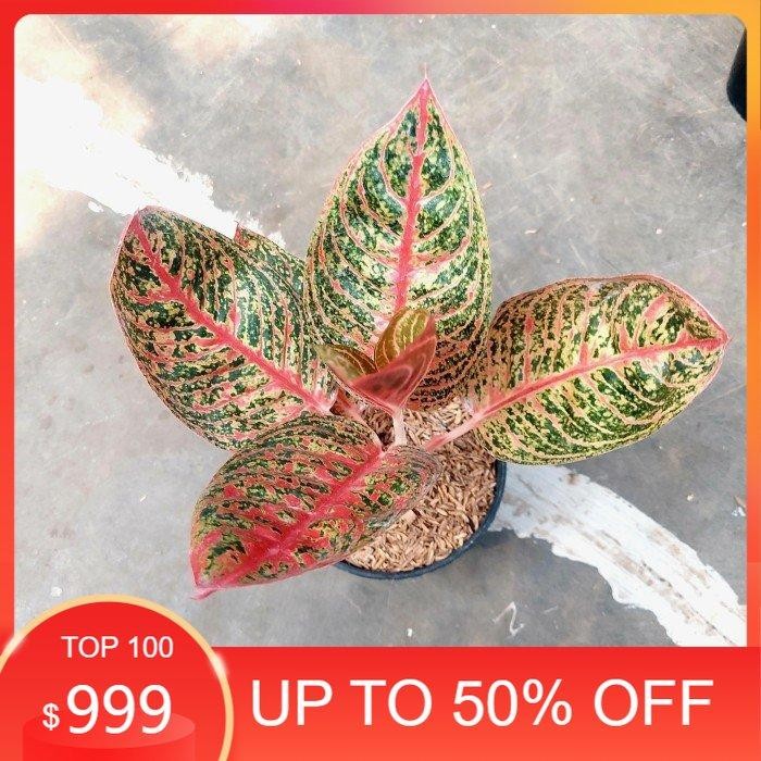 Aglonema Diana - Aglo - Aglonema Termurah