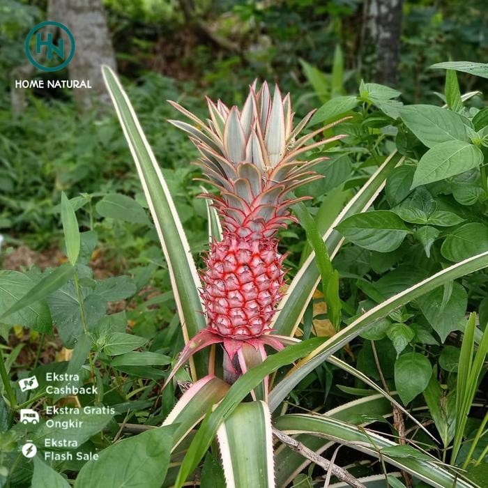 

Buah nanas merah muda Buah nanas muda