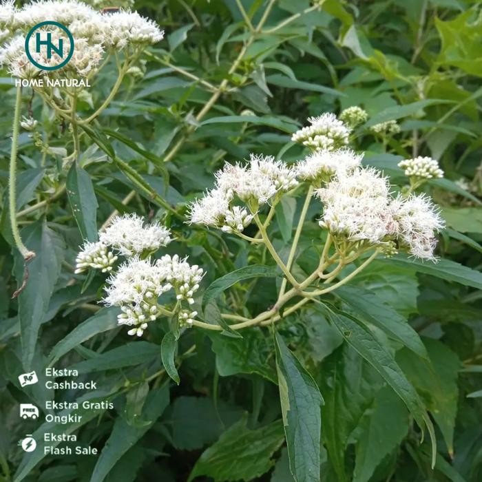 

Daun kirinyuh segar 1kg Herbal daun kirinyuh obat vertigo