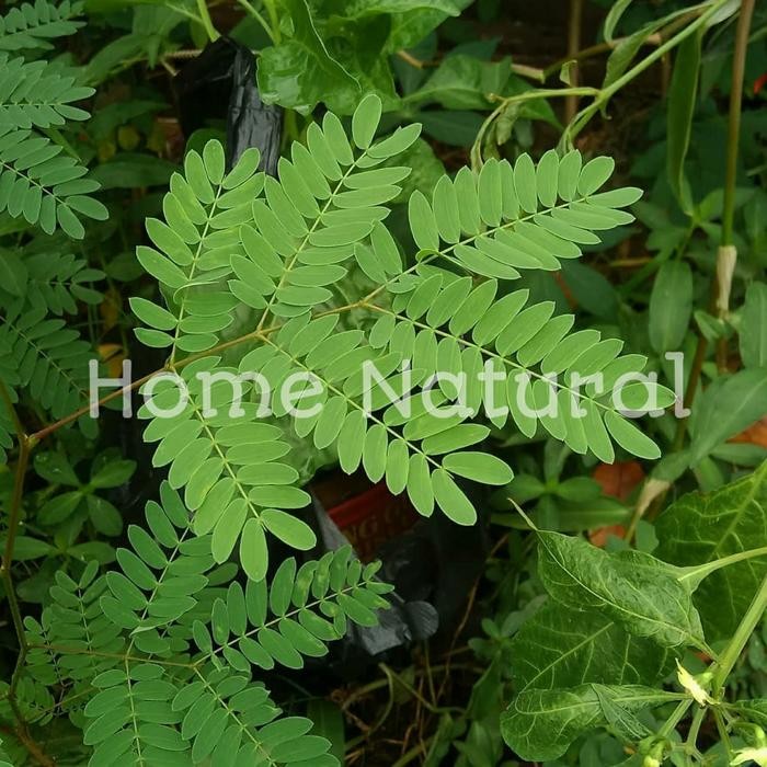 

Daun petai cina atau daun lantoro / Petai selong 250gr obat herbal