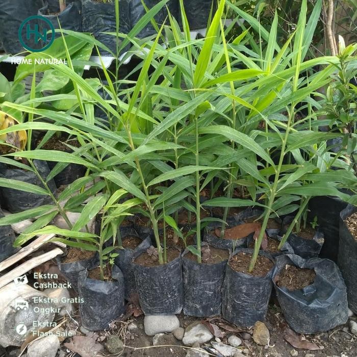 Bibit jahe merah unggul siap tanam - Bibit Rimpang jahe merah