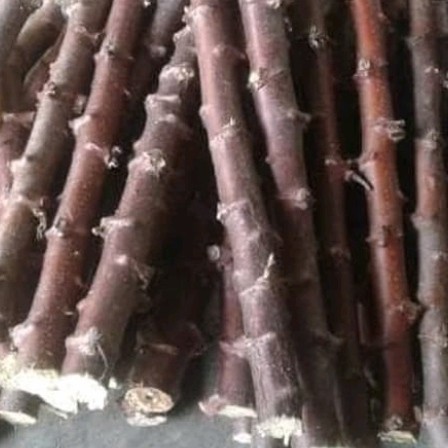 

Ready stok New Promo TERBARU bibit singkong keju - bibit stek singkong keju