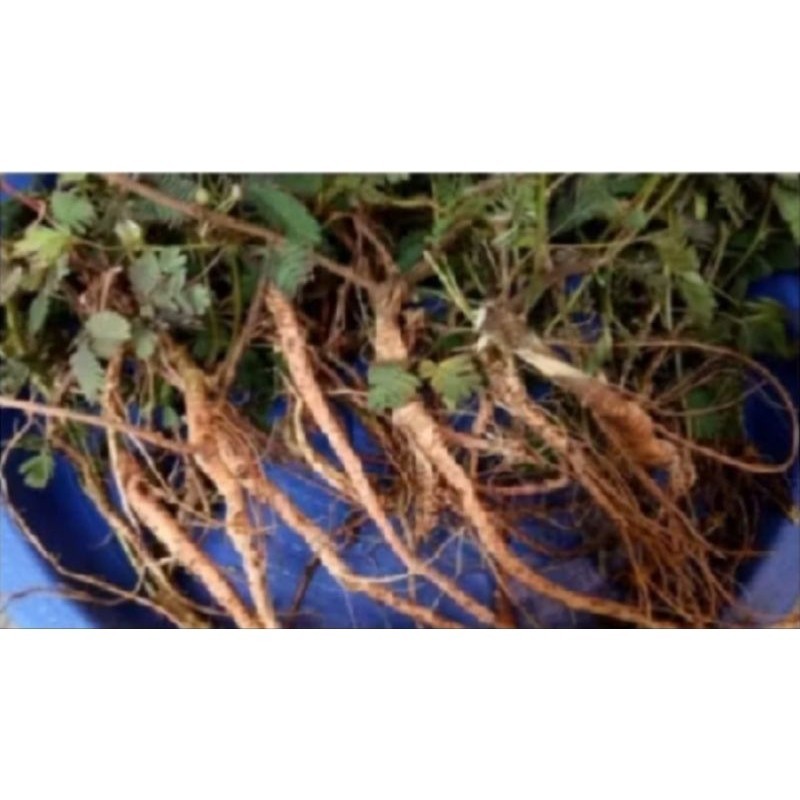 

Akar putri malu 500 gram segar