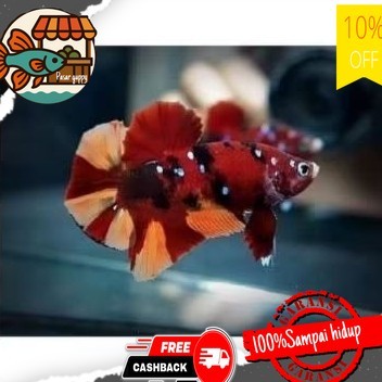 Hiasan aquarium Ikan Cupang Red Koi Galaxy Multicolor Remaja Calon Top Grade