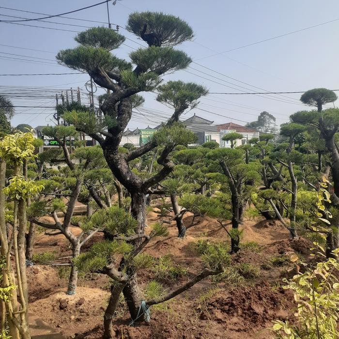 POHON CEMARA UDANG TINGGI 2 METER
