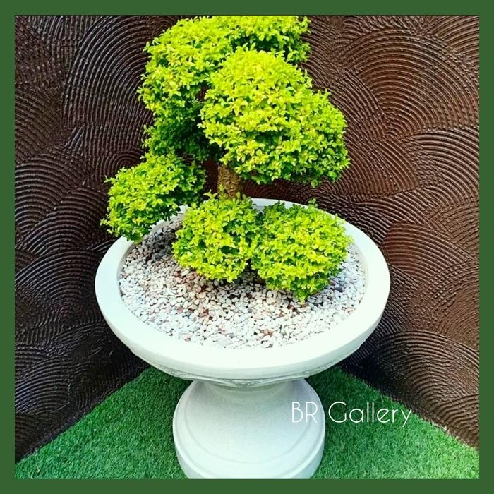 pot teratai air teraso kaki pion -DA