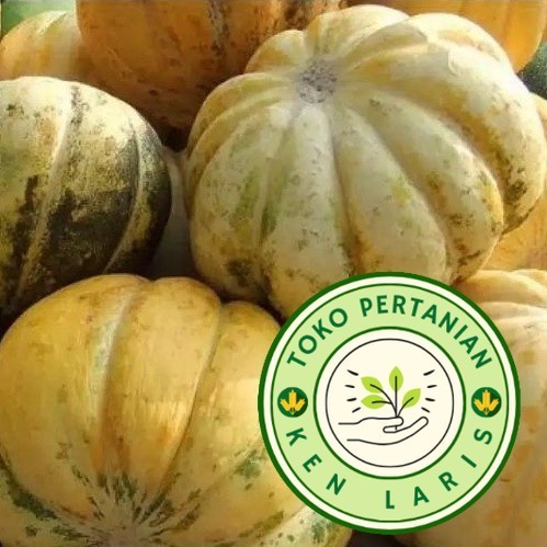 

300biji BENIH BLEWAH BISMA MANIS MADU READY!! MURAH!!