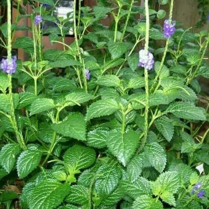 

Daun pecut kuda segar 250 gram fresh Berkah_Alam_96