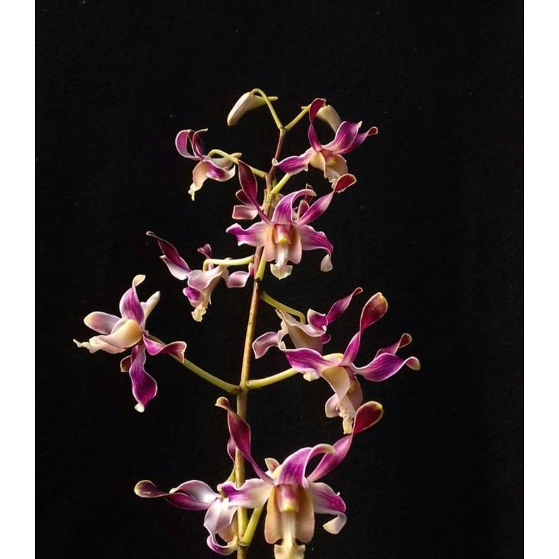 Peromo Anggrek dendrobium nindi dewasa bangkok sepik
