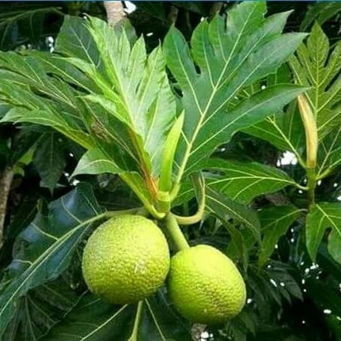 

KHUSUS PUCUK DAUN SUKUN 1kg SEGAR OBAT HERBAL