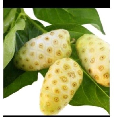 

Redy Daun mngkudu sgar daun mngkudu herbl .