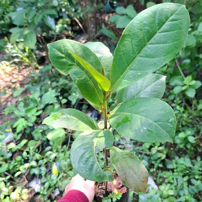 ketapang laut bibit pohon ketapang laut