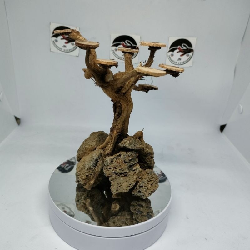 Tebing Bonsai Uk. S Tebing Bonsai Aquarium Tebing bonsai Aquascape