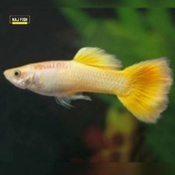 Guppy Yellow Micarif Cakep Penghias Aquarium Aquascape Instant Only
