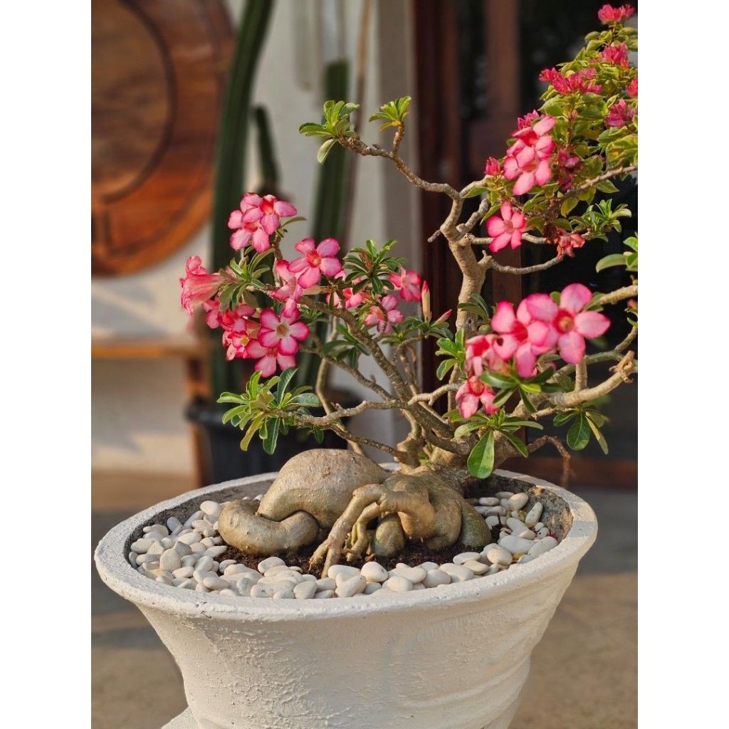 PROMO Bunga Kamboja Jepang Hidup cendrawasih - Adenium Tumpuk Bonggol Besar - bibit tanaman bonsai K