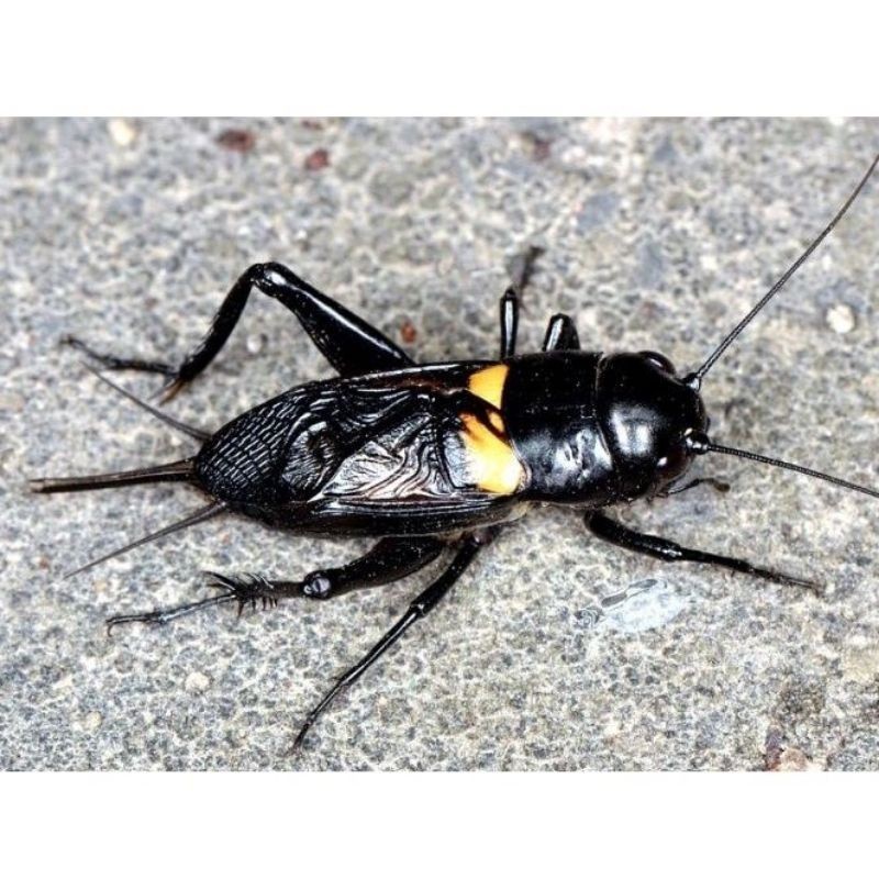 JANGKRIK_NGERIK~JANGKRIK_GENGGONG~JANGKRIK_ADUAN~JANGKRIK_JELITHENG