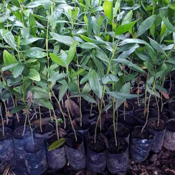 bibit akasia mangium bibit pohon akasia mangium Bibit Tanaman Kayu Akasia Mangium - Tanaman Pionir p