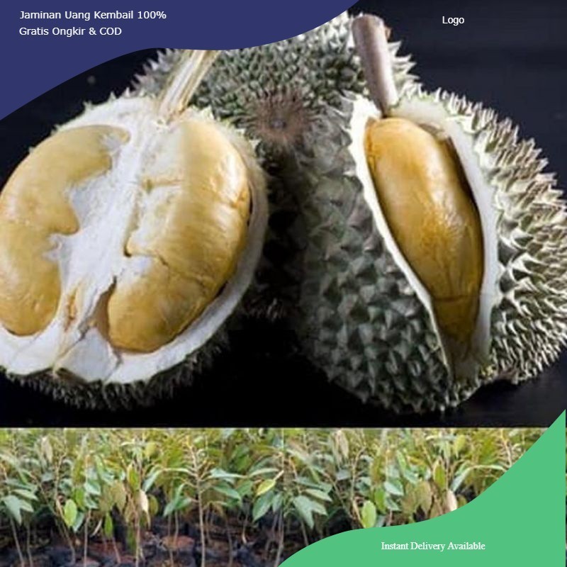 bibit durian Oche.Duri hitam 1 meter